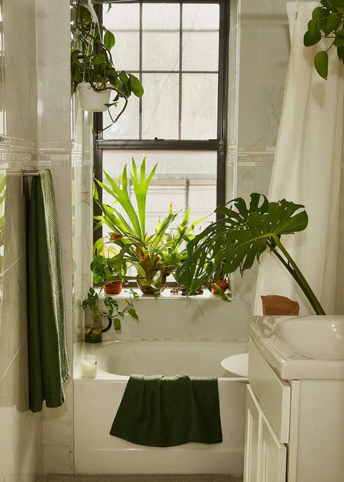 How to Start a Thriving Indoor Jungle, According to Plant Kween